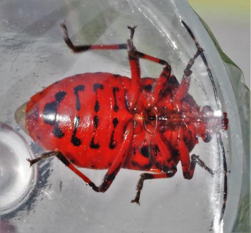 Afrius purpureus